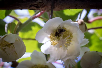 Te Puke Orchard Ramble