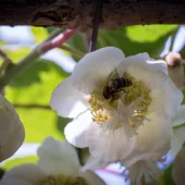 Te Puke Orchard Ramble
