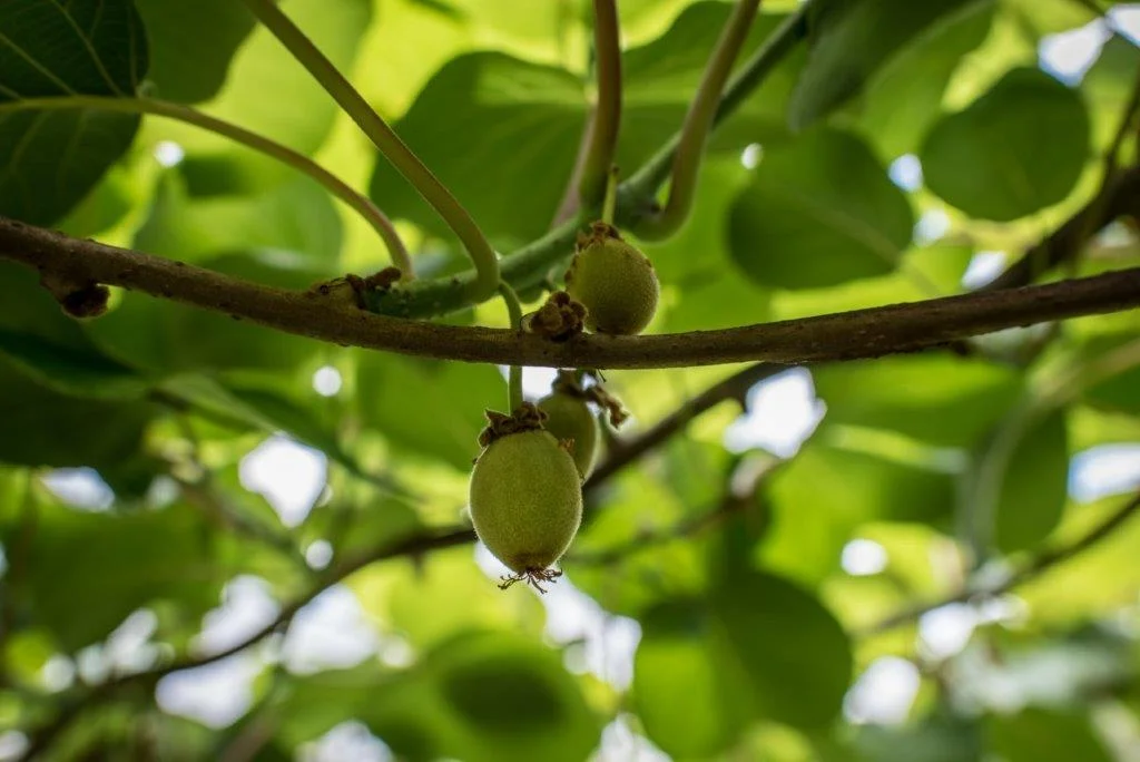 Katikati Orchard Ramble