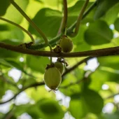 Katikati Orchard Ramble